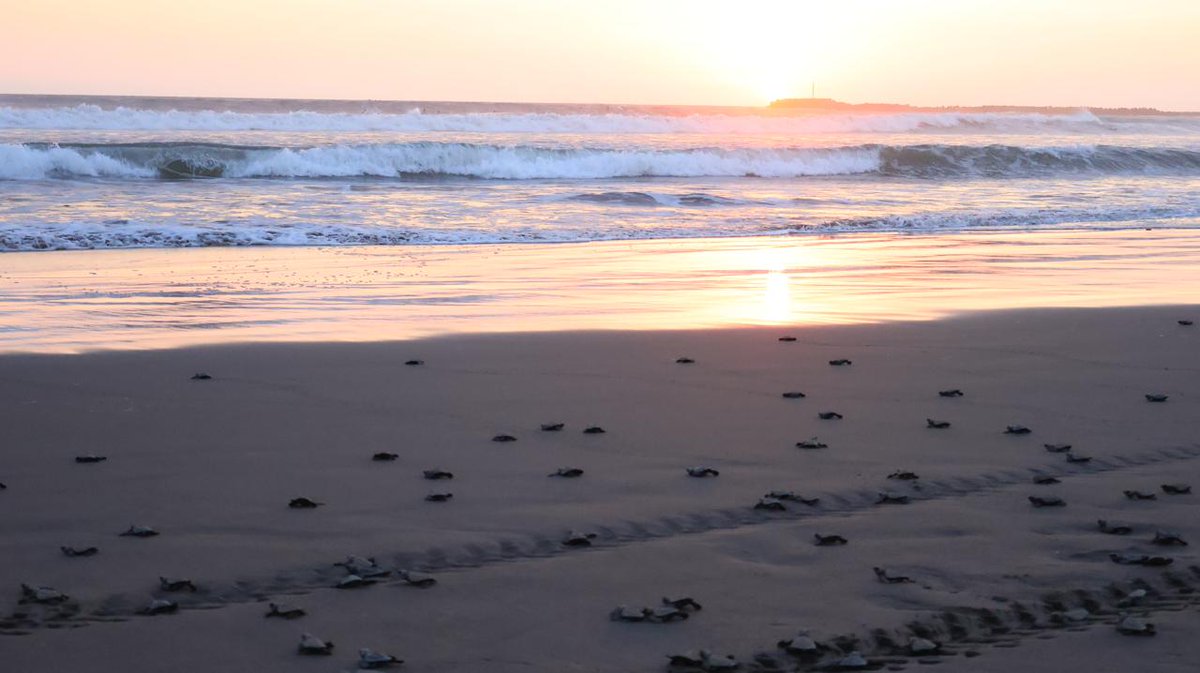 CONANP_mx's tweet photo. En la #SNC2024 se llevó a cabo una liberación de crías de #TortugasMarinas, en el Parque Nacional #IslaIsabel. 🐢
Se calcula que una de cada 1,000 crías sobrevive y alcanza la edad adulta. 🐢
¡Cuídalas! No tires basura en playas y océanos, y reduce el uso de plásticos. 🚯🏝️🌊🌿 https://t.co/k9nkZLu5es