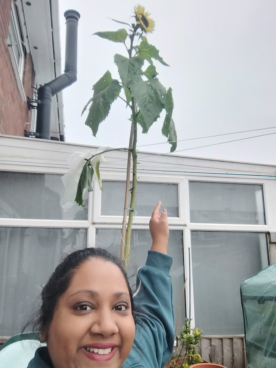 raider1984's tweet photo. Earlier this year I attended @PennineCareNHS international nursing day event, we were given sunflower 🌻 seeds as the the theme was grow our own. IWith some advice from my dad here are the results.
#NHS
#nursing
#growyourown #sunflower https://t.co/S13Tpxilmf
