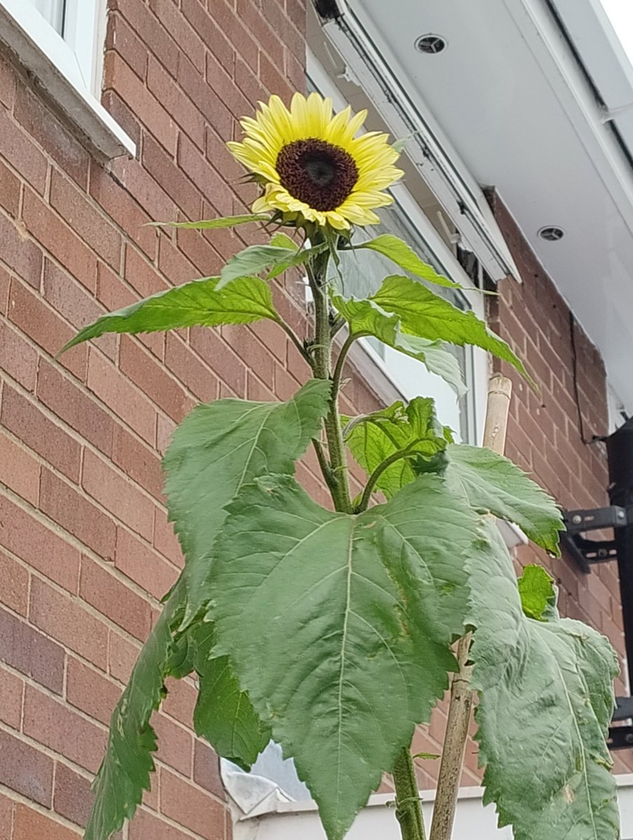 raider1984's tweet photo. Earlier this year I attended @PennineCareNHS international nursing day event, we were given sunflower 🌻 seeds as the the theme was grow our own. IWith some advice from my dad here are the results.
#NHS
#nursing
#growyourown #sunflower https://t.co/S13Tpxilmf