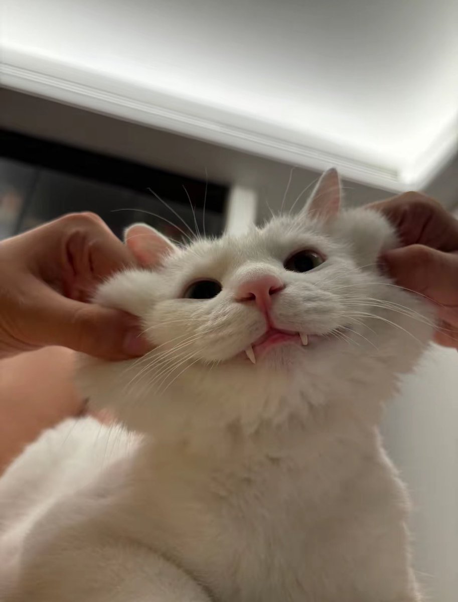 PunchingCat's tweet photo. cheeseeee https://t.co/t1amTKbUaB