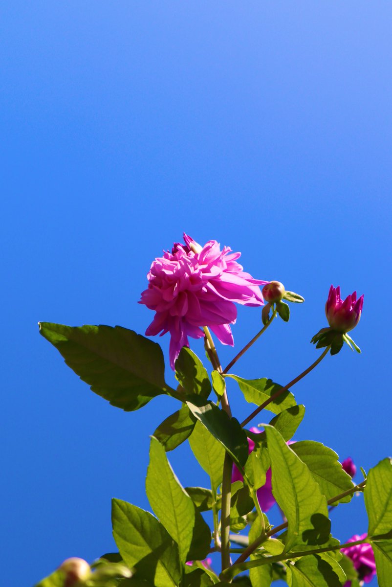 murasaki_hana_'s tweet photo. おはようございます😊🌿
天高く馬肥ゆる
晴れた秋空のもと色づく
八重咲きの皇帝ダリア
ダリア・エクセルサ
日照時間の影響を受けて開花するため
毎年ほぼ正確に
Imperialisは
あともう少し
皆様が今日も笑顔たくさんの
素敵な一日になりますように...
#DahliaExcelsa #TreeDahlia
#八重咲き皇帝ダリア https://t.co/xrG0R5rfTW