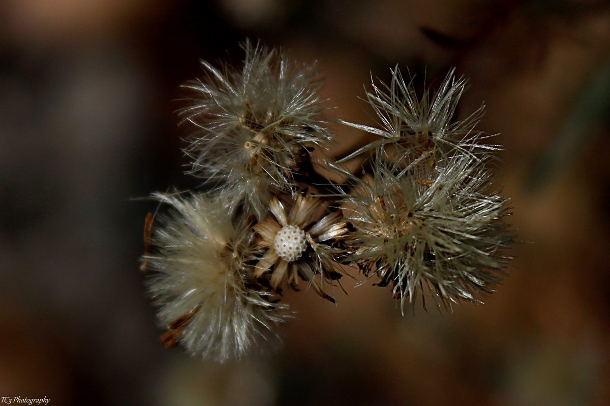 ThomasJClarkIII's tweet photo. You know winter is ready to set in when the petals have dropped away, seeds have taken flight, and all that is left behind is the dying vine. https://t.co/ZpIVy87gIc