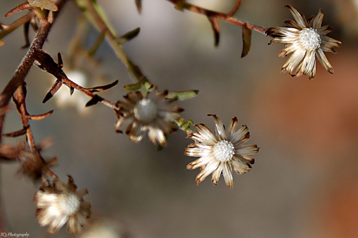 ThomasJClarkIII's tweet photo. You know winter is ready to set in when the petals have dropped away, seeds have taken flight, and all that is left behind is the dying vine. https://t.co/ZpIVy87gIc