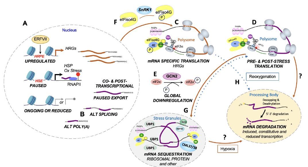 UPDATE:  Primed to persevere: Hypoxia regulation from epigenome to protein accumulation in plants (Daniel J Gibbs, Frederica L Theodoulou, Julia Bailey-Serres) buff.ly/3YzSJdJ <a href="/ASPB/">ASPB</a> #PlantSci