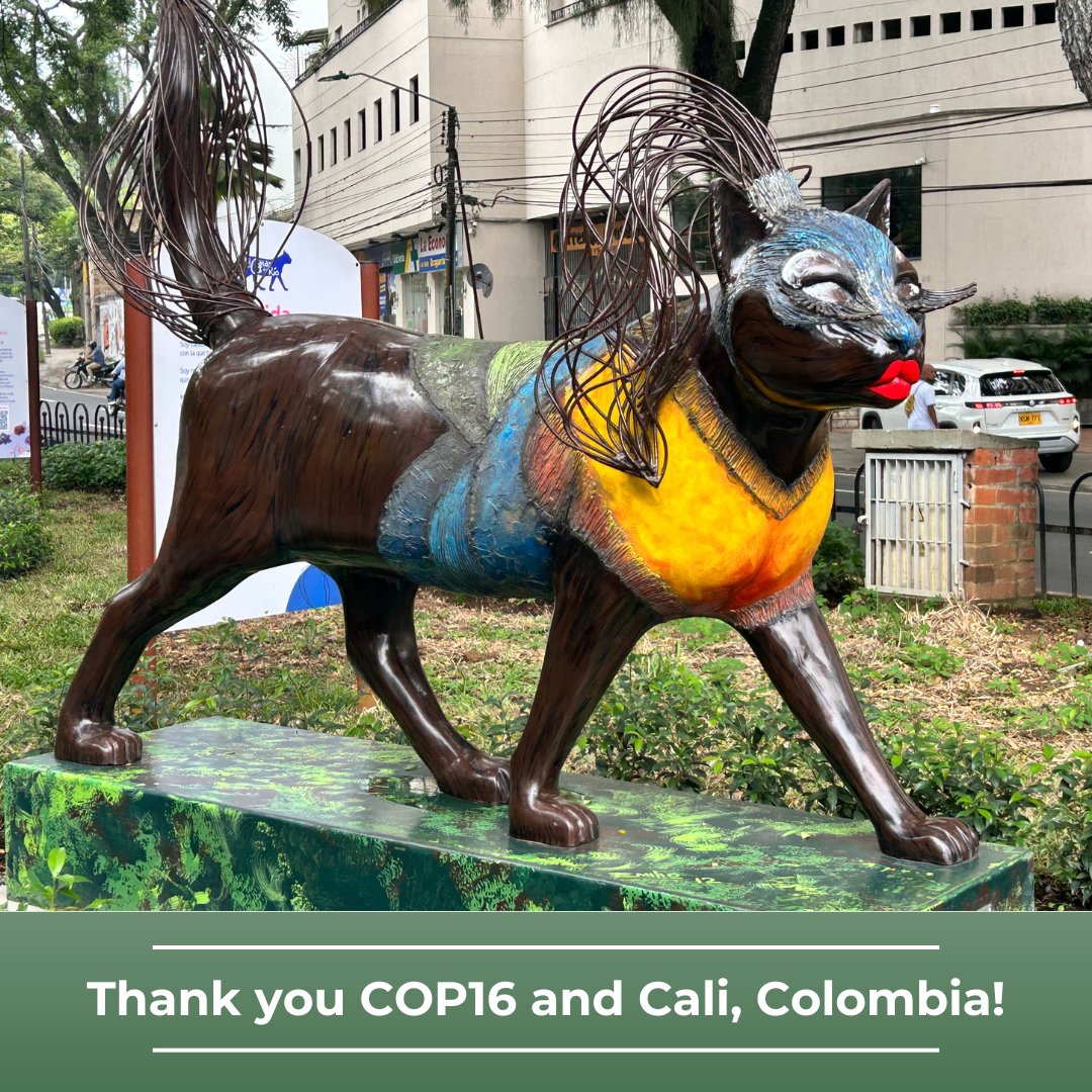 Conservation Biology Institute tweet media