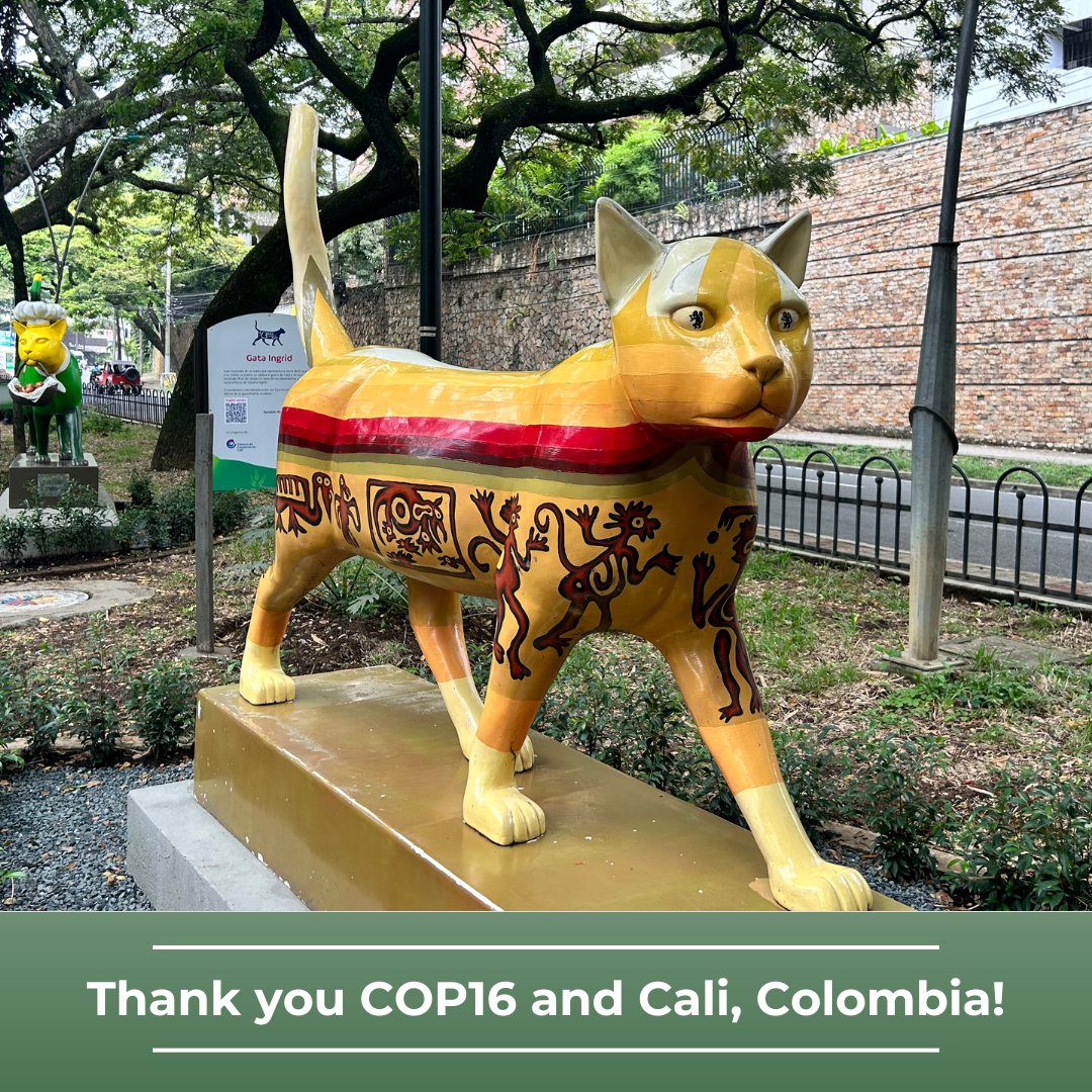 CBI’s Robin Jones, Dr. Alexandra Syphard, and Karl Peet spent the past two weeks participating in the 16th Conference of the Parties to the UN Convention on Biological Diversity. Read the reflection written by our Executive Director in our Nov. newsletter!
mailchi.mp/9a8e94ebe8de/c…