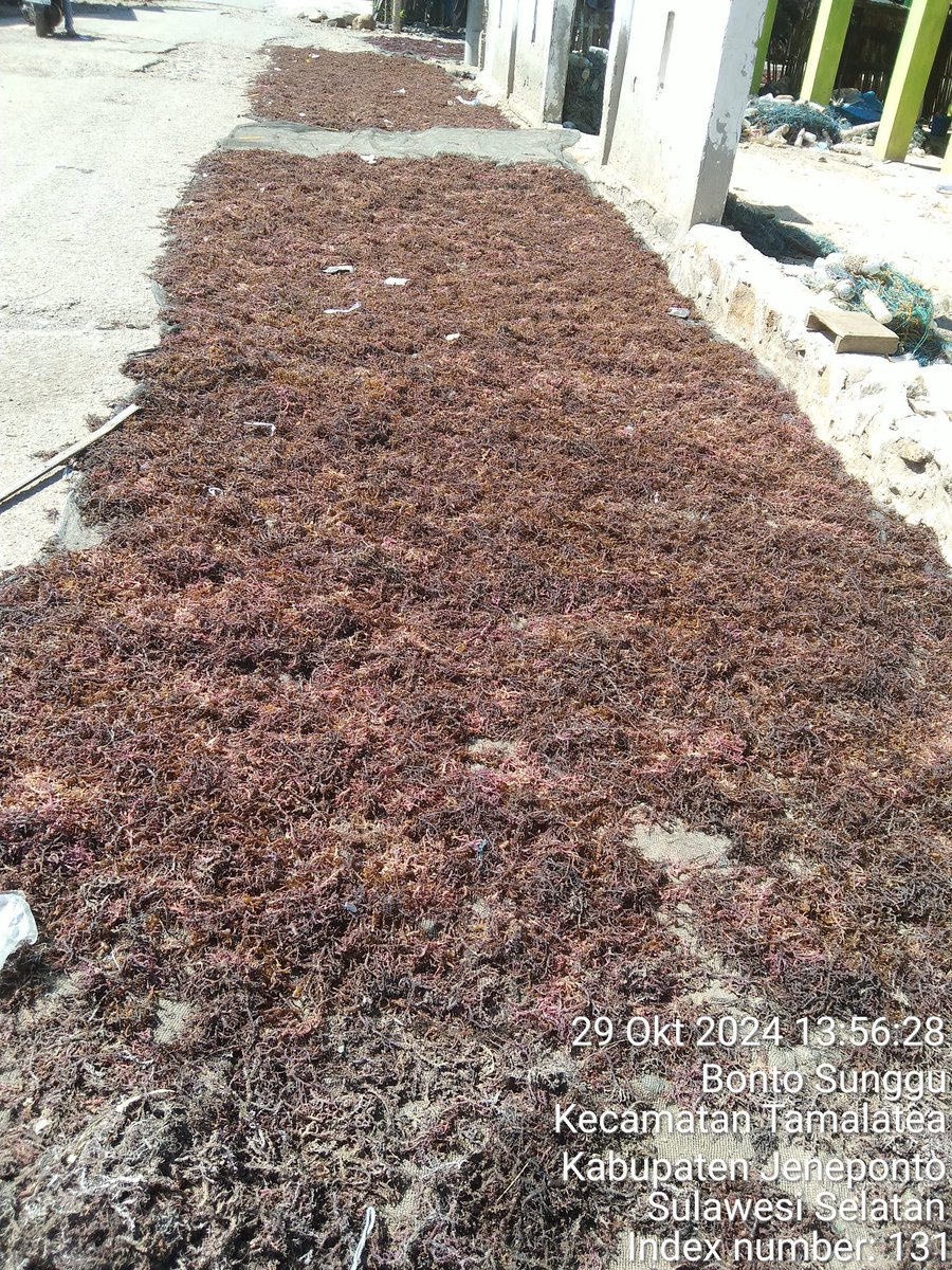 stdewi98's tweet image. Selasa,29/09/2024 Pengambilan Data Produksi Rumput Laut pada pokdakan Mutiara Indah Jenis Eucheuma Cottonii sebanyak 350 kg @ 4000 Di Desa Bontosunggu Kec.Tamalatea Kab.Jeneponto
# Puslatluh KP 
# BRPBAPPP Maros
# Luhkan Jeneponto