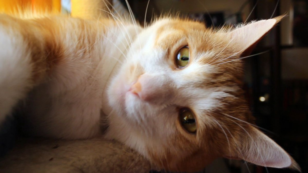 Gonzo Does Tweets🐈he/him tweet media