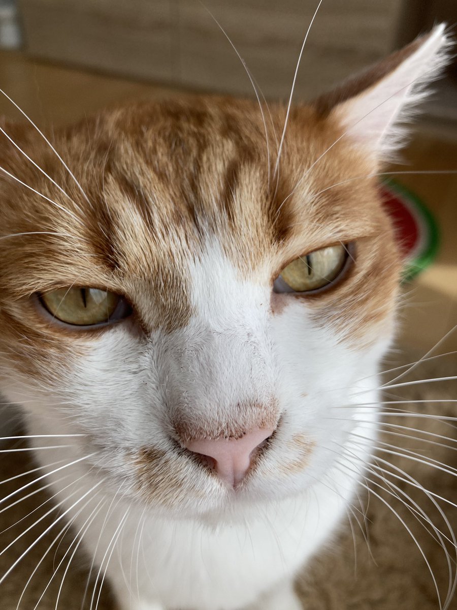 a_cello_'s tweet photo. おはようございます

連休終わったー😭

#ちゃしろねこ
#たお
#猫好きさんと繋がりたい https://t.co/H0LUjMRa9H
