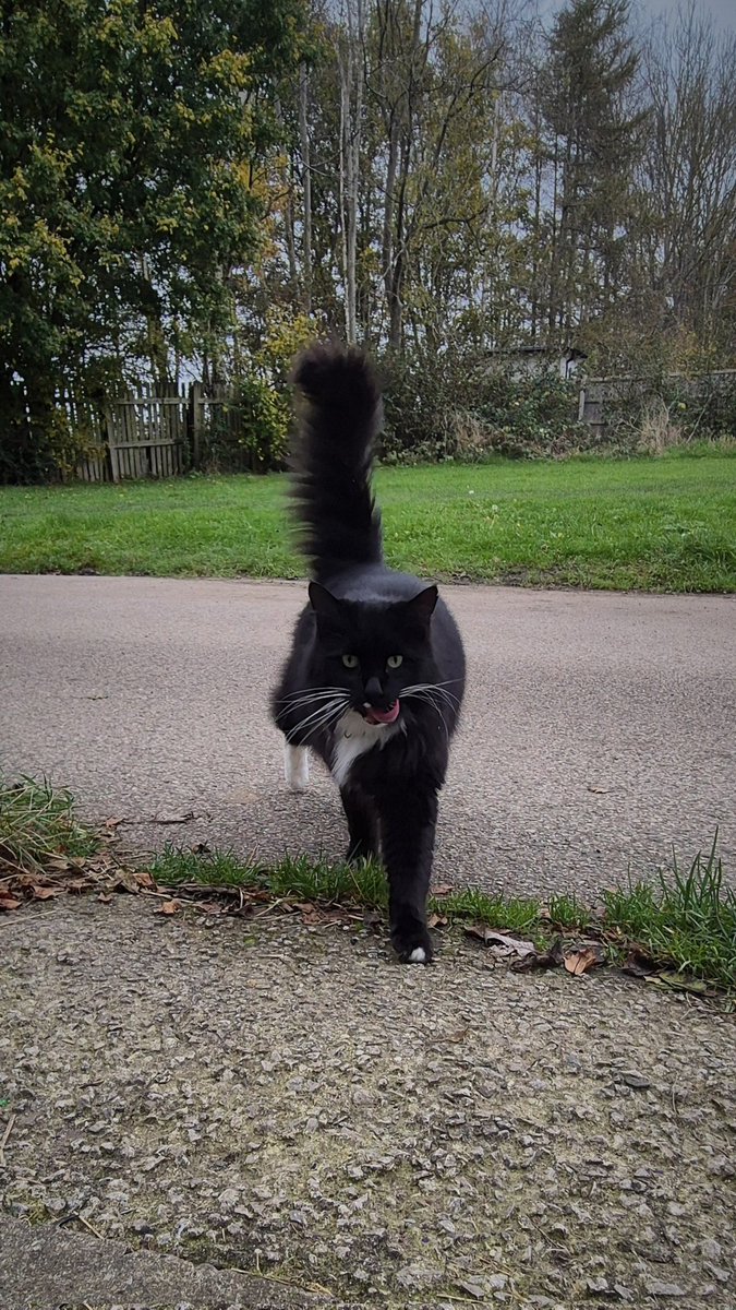 After missing for a week he came back had some food and has gone again. Cats eh 😁