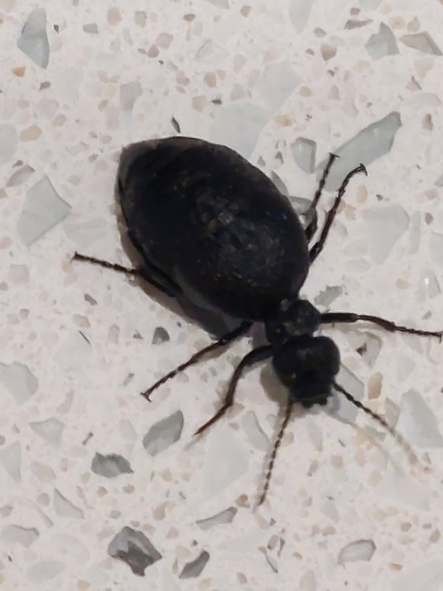 It's that time of year.....its adult Rugged Oil Beetle (Meloe rugosus) season 🥳 We've received a few reports of sightings over the past few weeks, such as this individual seen by Rob Nixon in his Salisbury garden. Please add any sightings to <a href="/iRecordWildlife/">iRecord</a>. #OilBeetleHunt