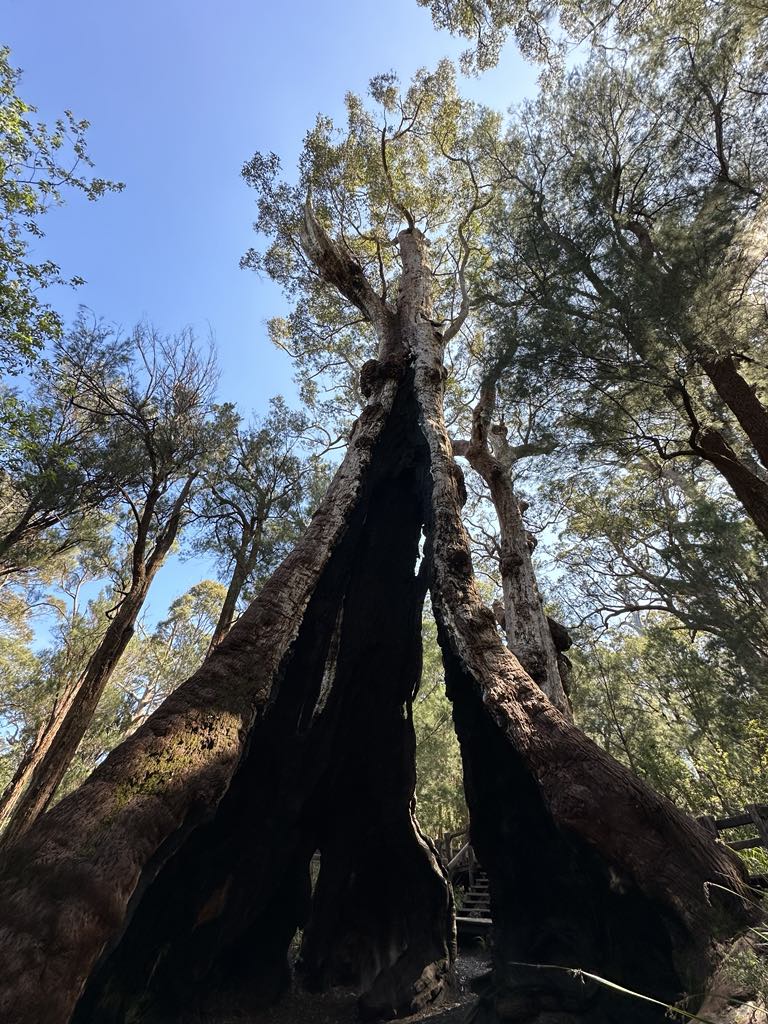 Happy #ThickTrunkTuesday from the Giant Tingle, a Red Tingle (Eucalyptus jacksonii) in Western Australia with a girth of ~ 22 metres!

Learn more about the Red Tingle in this ep of EUC2020 by 2020 #DahlFellow, Steve Pearce: youtu.be/6YPmgyofAOk?si…
📸: andrewcavallo on IG