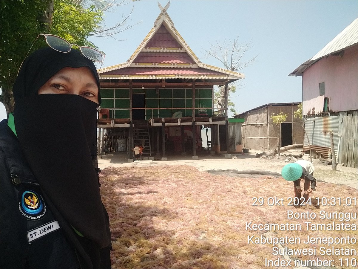 stdewi98's tweet image. Selasa 29/10/2024 Pengambilan Data Produksi Dipokdakan Balang To&apos;do Jenis Eucheuma Spinosum sebanyak 400 kg @2000 Di Desa Bontosunggu Kec.Tamalatea Kab.Jeneponto
# Puslatluh KP
# BRPBAPPP Maros 
# Luhkan Jeneponto