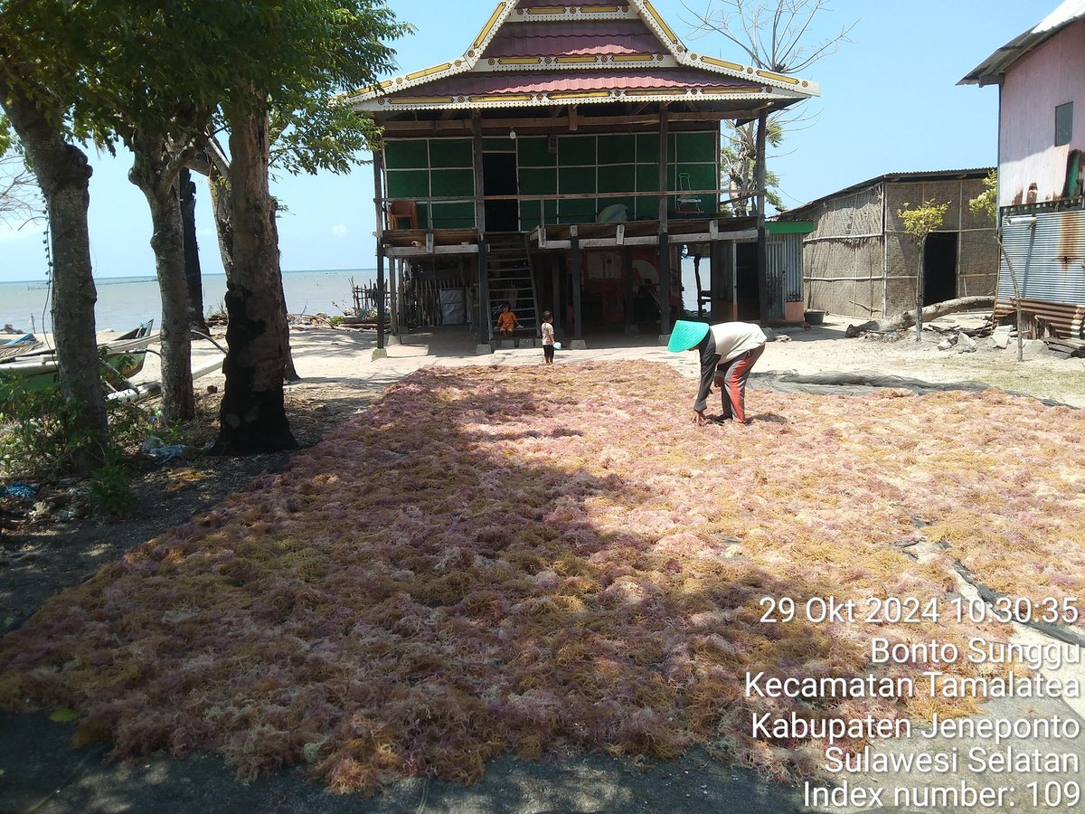 stdewi98's tweet image. Selasa 29/10/2024 Pengambilan Data Produksi Dipokdakan Balang To&apos;do Jenis Eucheuma Spinosum sebanyak 400 kg @2000 Di Desa Bontosunggu Kec.Tamalatea Kab.Jeneponto
# Puslatluh KP
# BRPBAPPP Maros 
# Luhkan Jeneponto