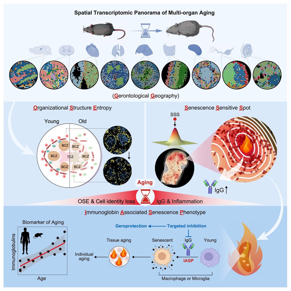 Aiims1742's tweet image. New @CellCellPress resource: 
Spatial transcriptomic landscape unveils immunoglobin-associated senescence as a hallmark of aging
cell.com/cell/fulltext/…
Impressive dataset of aging associated transcriptomics alterations across multiple tissues that identifies…