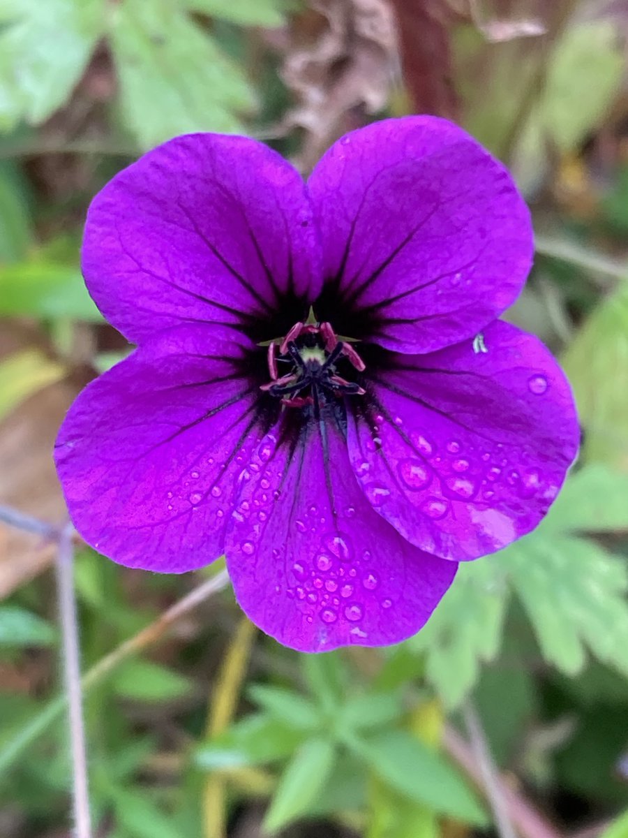 One of the last flowers of Geranium ‘Ann Folkard’ in my Derbyshire garden ⁦<a href="/wildflower_hour/">wildflowerhour</a>⁩ #WildflowerHour