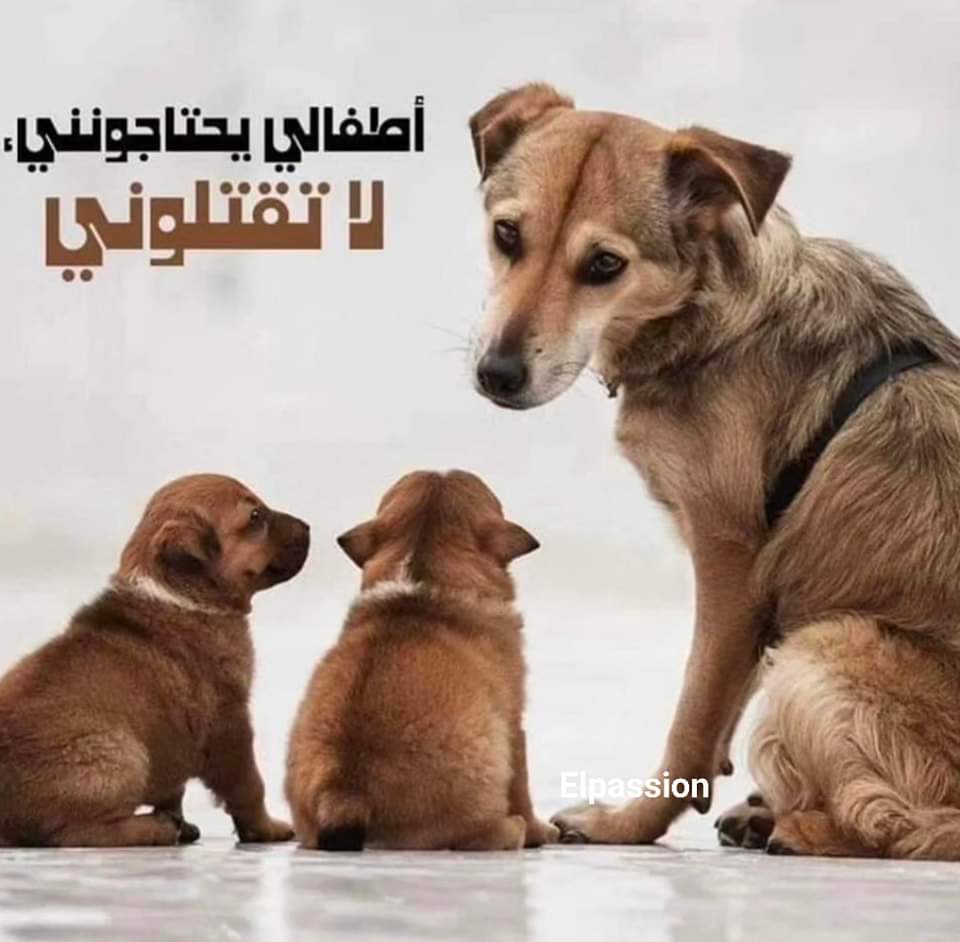 aad_fs's tweet photo. ماذا لو عضه الكلب دفاعا عن نفسه ماذا سيقول العلماء و الفلاسفة و امهات الابناء و جمعيات حقوق الطفل ؟؟؟ طبعا سيقولون كلب مسعور و الكلاب خطر على اطفالنا و كلاب الشارع مسعورة و تتهجم على ابنائنا ... طبعا لن يقولو ان ابنائهم بدون اخلاق لاننا ببساطة نستقوى على الضعيف و الضحية طبعا هو هذا الكلب اللذي سوف يقتلوه لكي يبقى ابنها  سالما و غير معرض للخطر ولكنهم لا يعرفون ان مثل هؤلاء الاطفال هم الخطر بعينه 

ربوووووا اولادكم و علموهم الرفق بالحيوانات