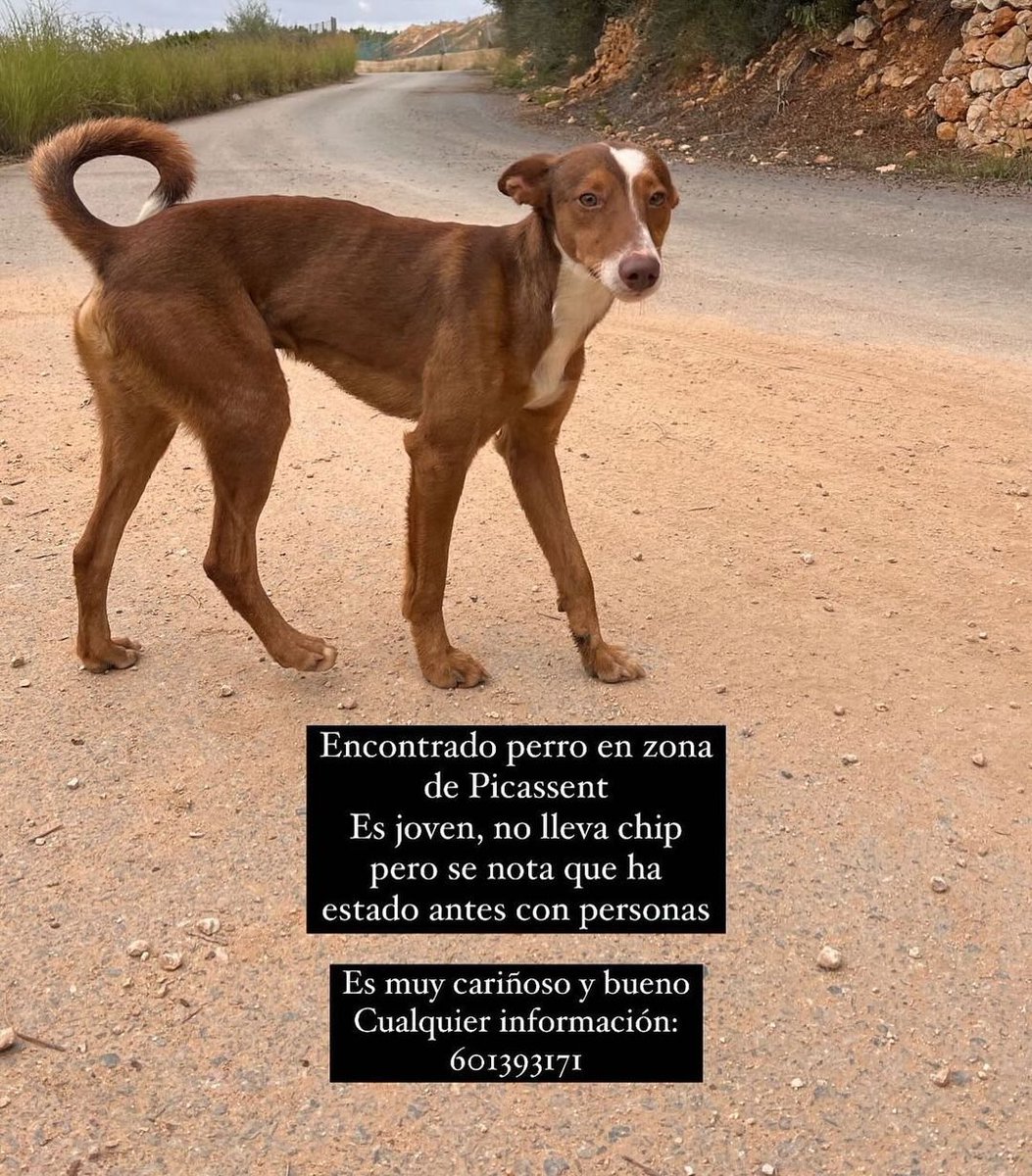 siviaromera1's tweet photo. PICASSENT https://t.co/E0pCogdBH1