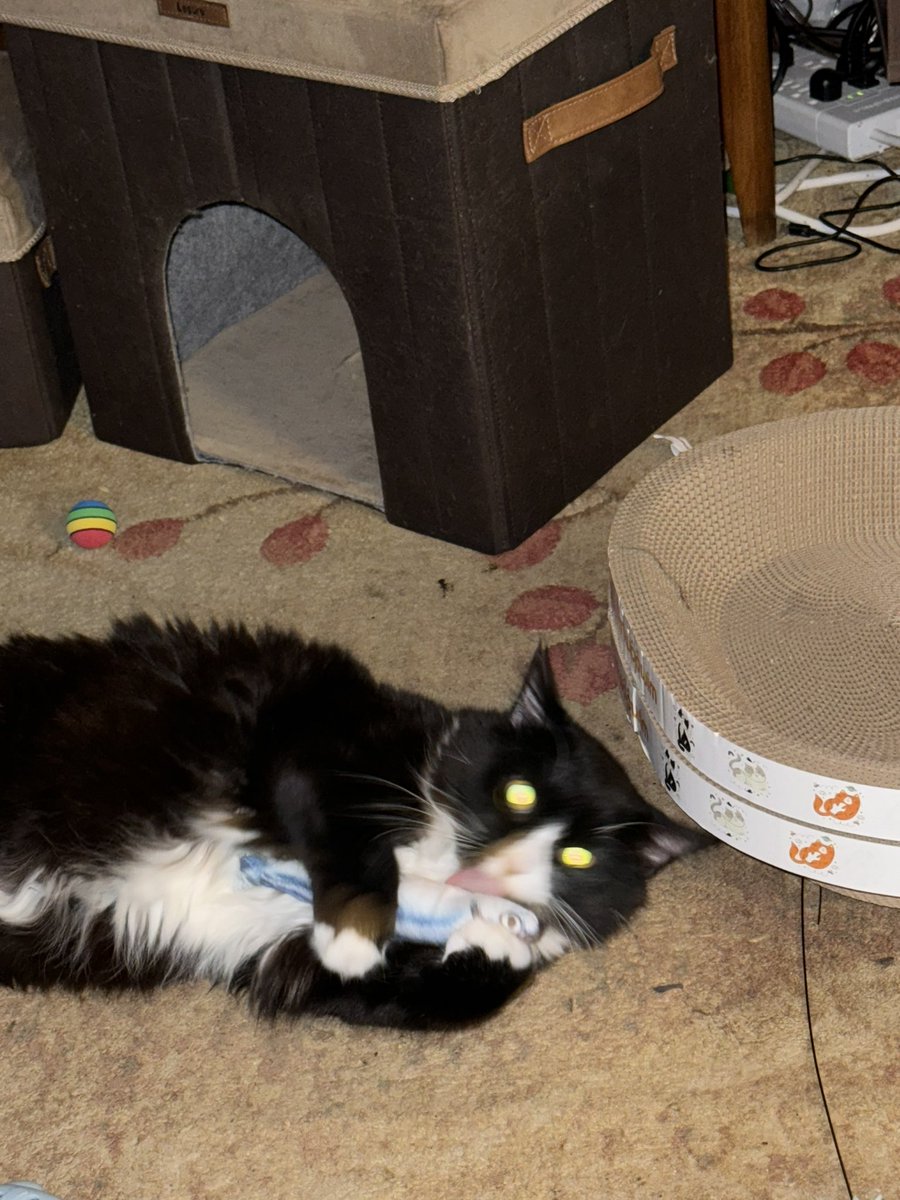 thisniss's tweet photo. So, I asked friends on another site for their #BadPetPictures  as a distraction for the next 48 hours. They are turning into my new favorite thing. 

If you need an #ElectionDistraction or blood pressure lowerer, drop your terrible shots of furry friends here. 😻 https://t.co/pVnyHIkwDQ
