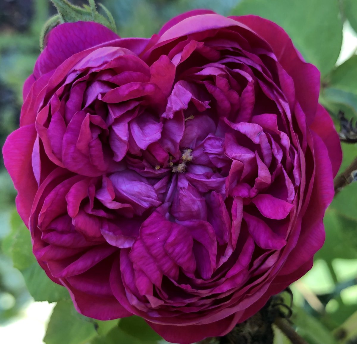 “Two minds with but a single thought,
two hearts that beat as one.”
Jasper Fforde

#Spirit #Presence #DivinelyGuided #TrueLove #Courage #MagentaMonday