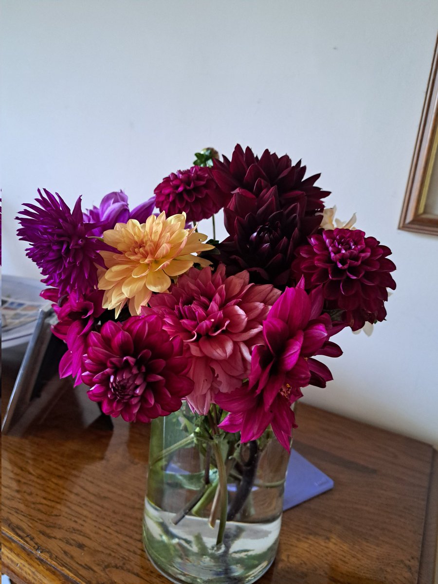 The last of my dahlias #GardensHour