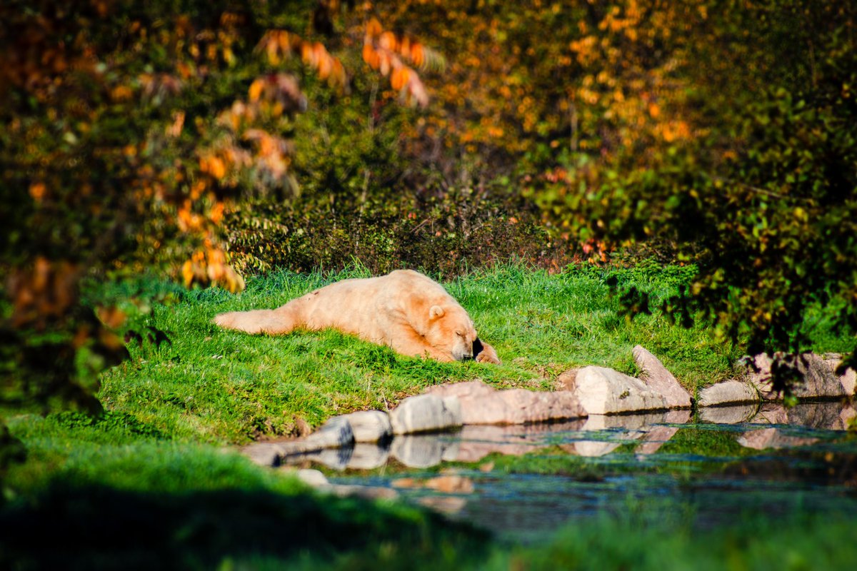 J’ai repris la photographie animalière de façon amateur et bordel content de mes premiers shoots!