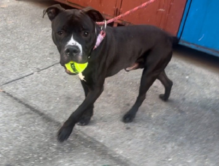 Harlem is relisted TBK 11/5
#NYCACC 
Just a 1 yr old puppy 
❇❇Low Pledges❇❇
Please help save Harlem!
#Pledge4Rescue #foster #adopt