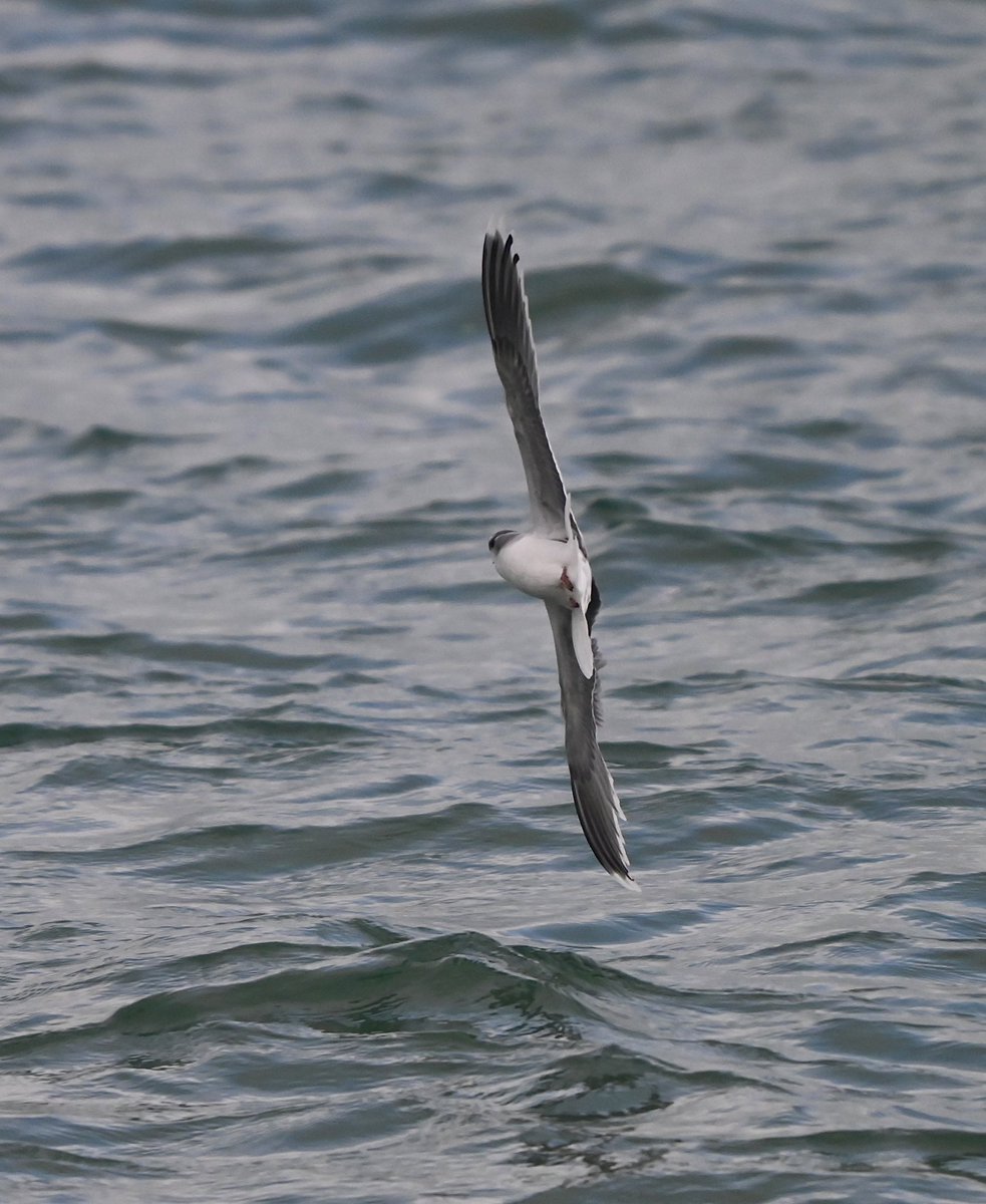 From the Fishing Boats at Dungeness this afternoon, this Little Gull was feeding up and down just off the Beach amongst a number of Black-headed Gulls.