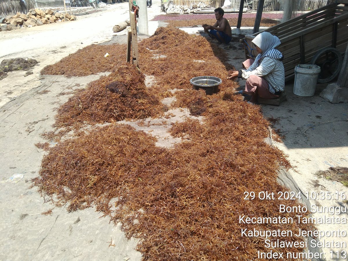 stdewi98's tweet image. Selasa 29/10/2024 Pengambilan Data Produksi Di Pokdakan Mutiara Laut Jenis Eucheuma Cottonii sebanyak 450@ 4000 di Desa Bontosunggu Kec.Tamalatea Kab.Jeneponto
# Puslatluh KP
# BRPBAPPP Maros 
# Aksi Luhkan Jeneponto
