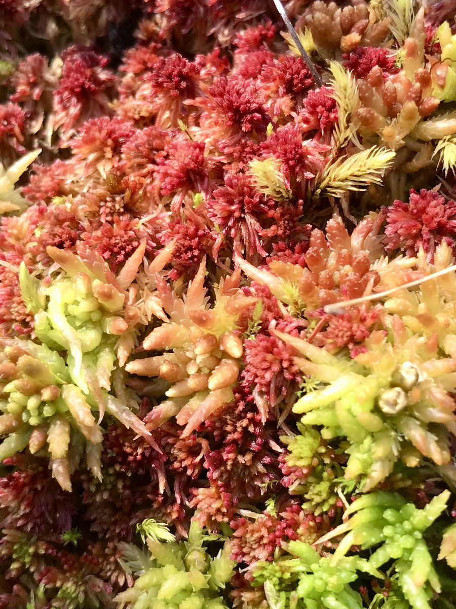 Individual Sphagnum mosses lack structure and are prone to stress and desiccation. As a community and intertwined they fight off massive wildfires and protect the world’s largest soil carbon stock. 

Learn from Sphagnum. Be the Sphagnum. Let’s go.