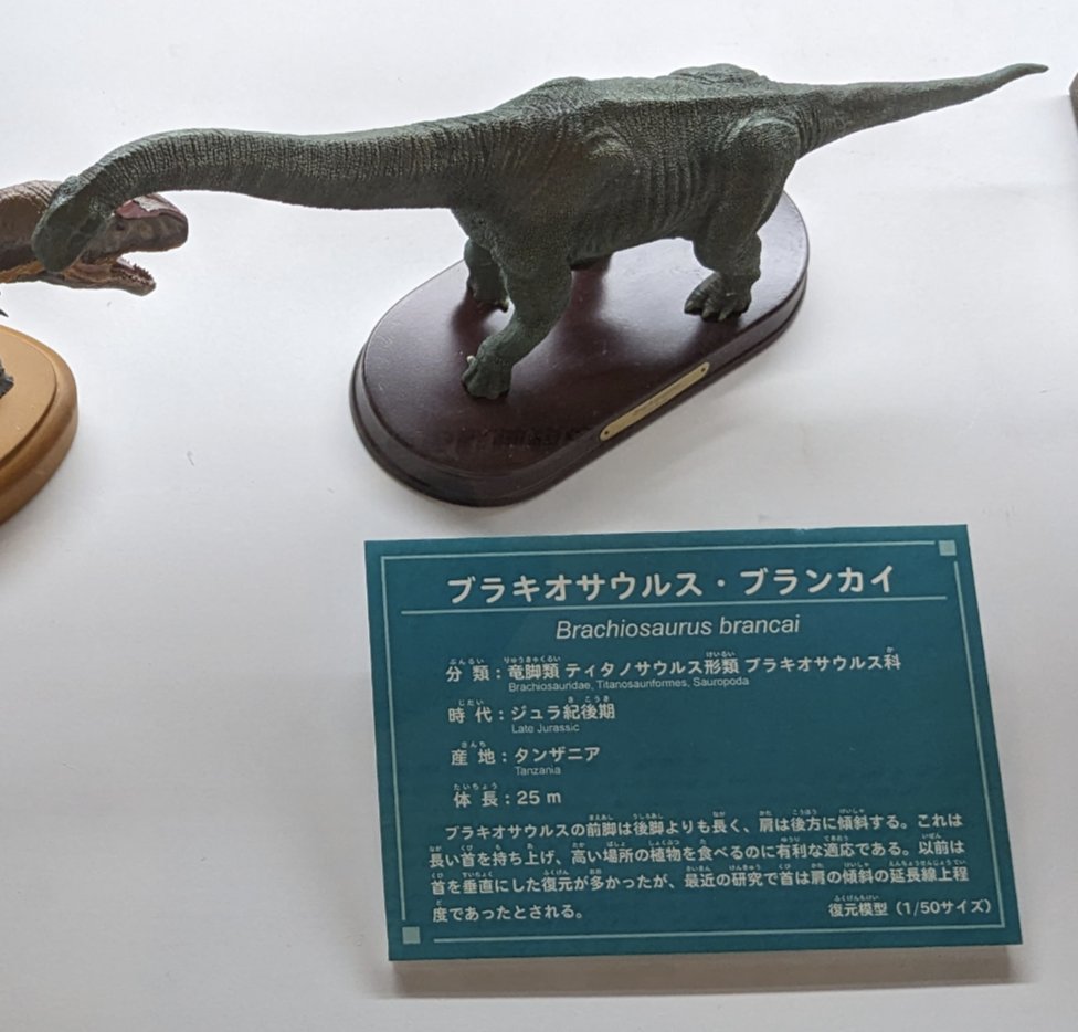 3IpI5WFSlrY0Z9T's tweet image. #神流町恐竜センター
#ブラキオサウルス・ブランカイ

時代:ジュラ紀後期
産地:#タンザニア
体長:25m

前脚は後脚よりも長く、肩は後方に傾斜

長い首を持ち上げ、高い場所の植物を食べるのに有利な適応

以前は首を垂直にした復元が多かったが、最近の研究では首は肩の傾斜の延長線上程度であったと