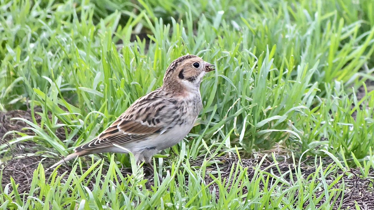 Stivi Musievski tweet media