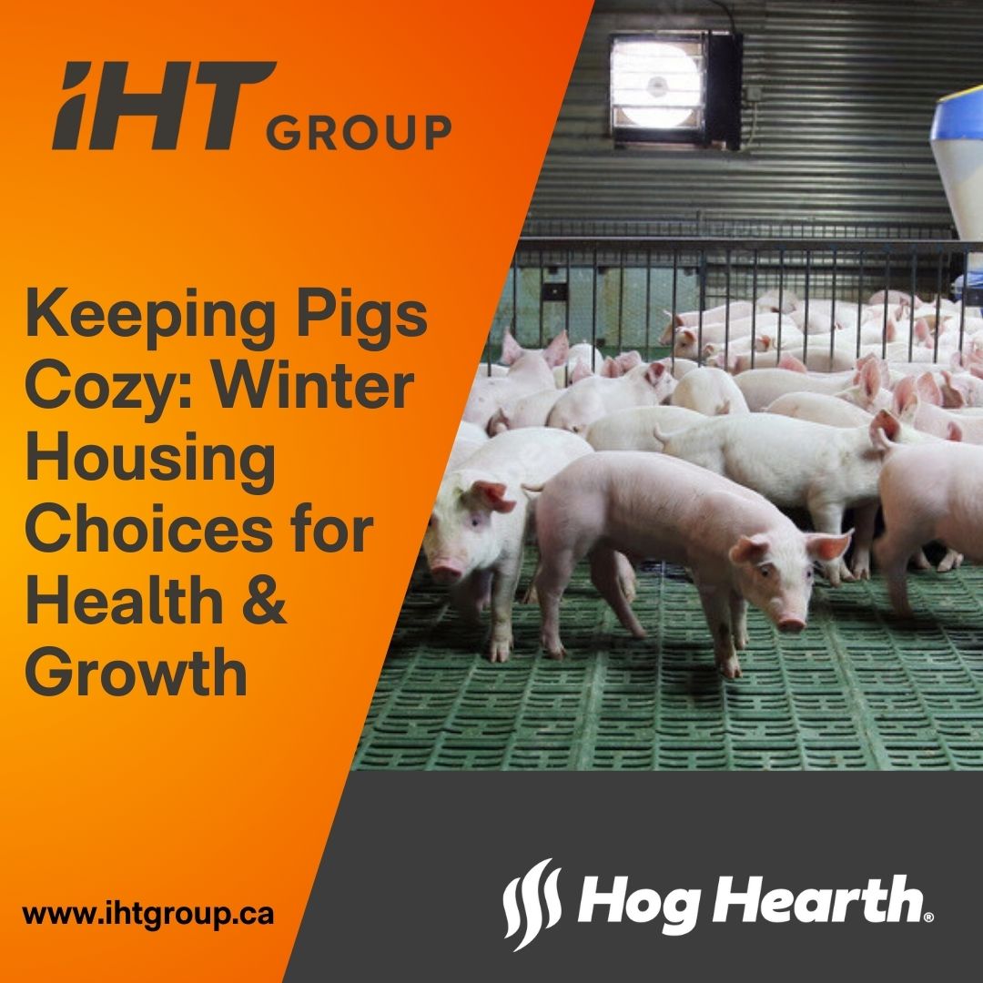 Keeping Pigs Cozy this Winter! ❄️🐷
Winter housing comes down to 2 choices:
1️⃣ Cold Housing: Cost-effective, but needs good bedding to keep piglets warm.
2️⃣ Warm Housing: Climate-controlled &amp; ideal for piglet growth, with higher efficiency. 
Healthy pigs = better productivity!