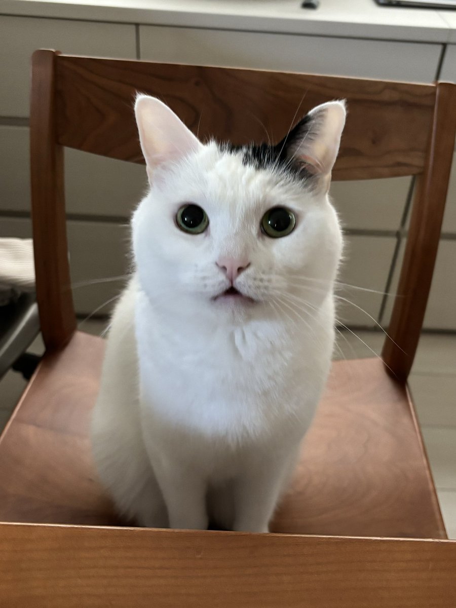 まつにゃん 🍩🎶 #mofusand #スイーツにゃん #ドーナツ