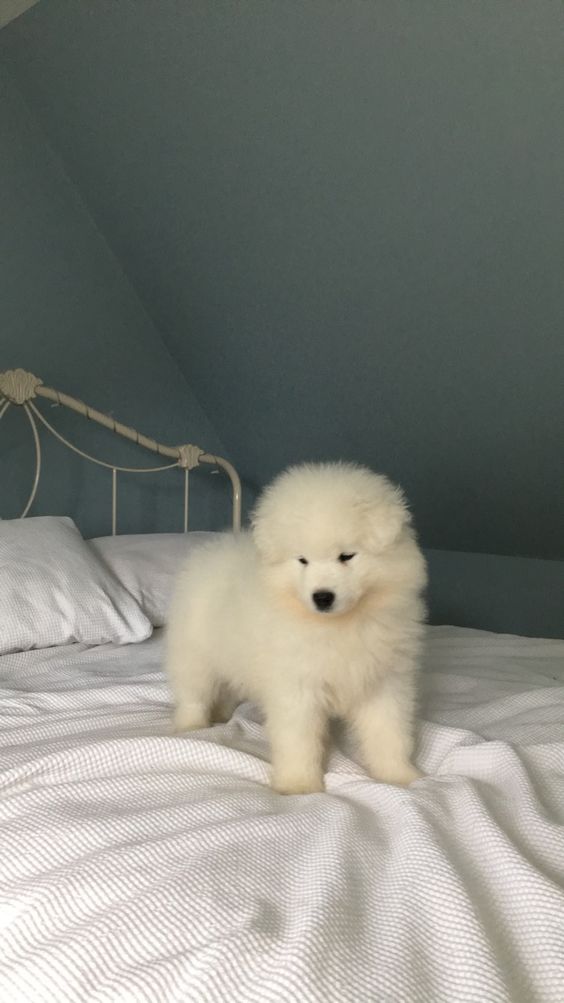 Cuties Puppies (@cutiespuppies) on Twitter photo 