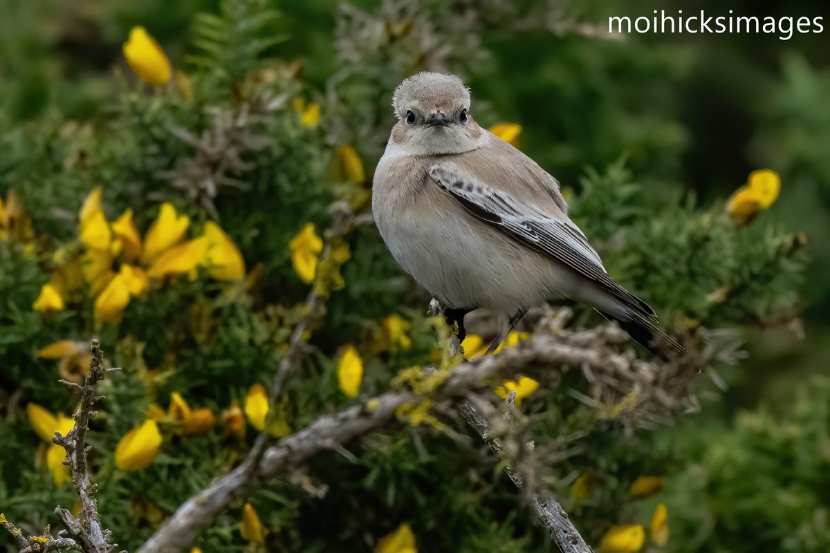Sofa Birding (@sofabirdermoi) on Twitter photo Was great to finally see the female Desert Wheatear at Birling Gap. 01-11-24 <a href="/BBCSpringwatch/">BBC Springwatch</a> <a href="/SussexOrnitholo/">Sussex Ornithology</a> <a href="/SussexBirding/">Sussex Birding</a> <a href="/WildlifeMag/">BBC Wildlife</a> Was great to finally see the female Desert Wheatear at Birling Gap. 01-11-24 <a href="/BBCSpringwatch/">BBC Springwatch</a> <a href="/SussexOrnitholo/">Sussex Ornithology</a> <a href="/SussexBirding/">Sussex Birding</a> <a href="/WildlifeMag/">BBC Wildlife</a>