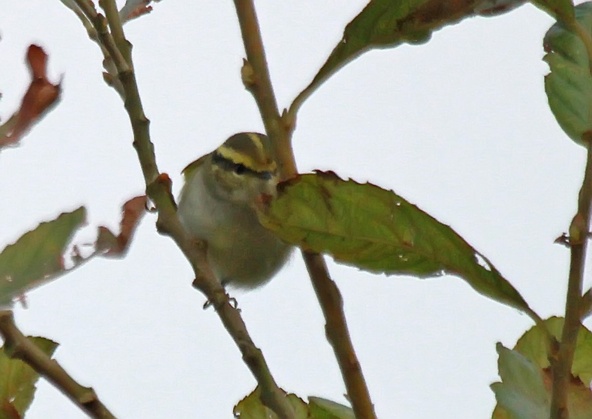 Despite the fairly useless photos, yesterday's Pallas's Warbler at Waxham was actually pretty showy and a delight to watch. One of my favourite birds!