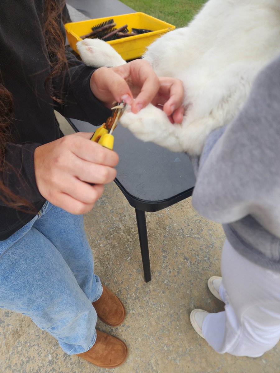 ledford_ffa's tweet photo. Experiential learning through the grooming of rabbits 🐇
#learningtodo @LedfordProud @dcsnc https://t.co/dOVY40w9PB