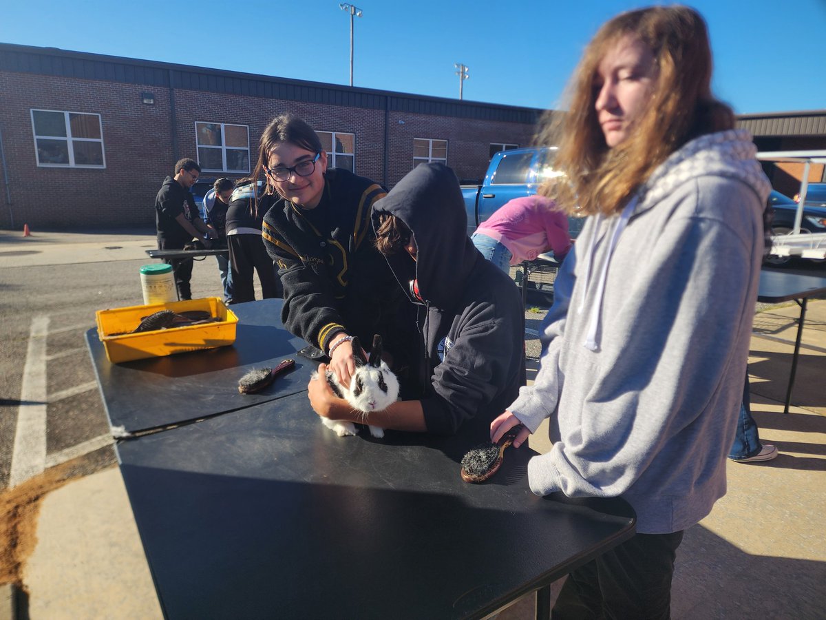 ledford_ffa's tweet photo. Experiential learning through the grooming of rabbits 🐇
#learningtodo @LedfordProud @dcsnc https://t.co/dOVY40w9PB