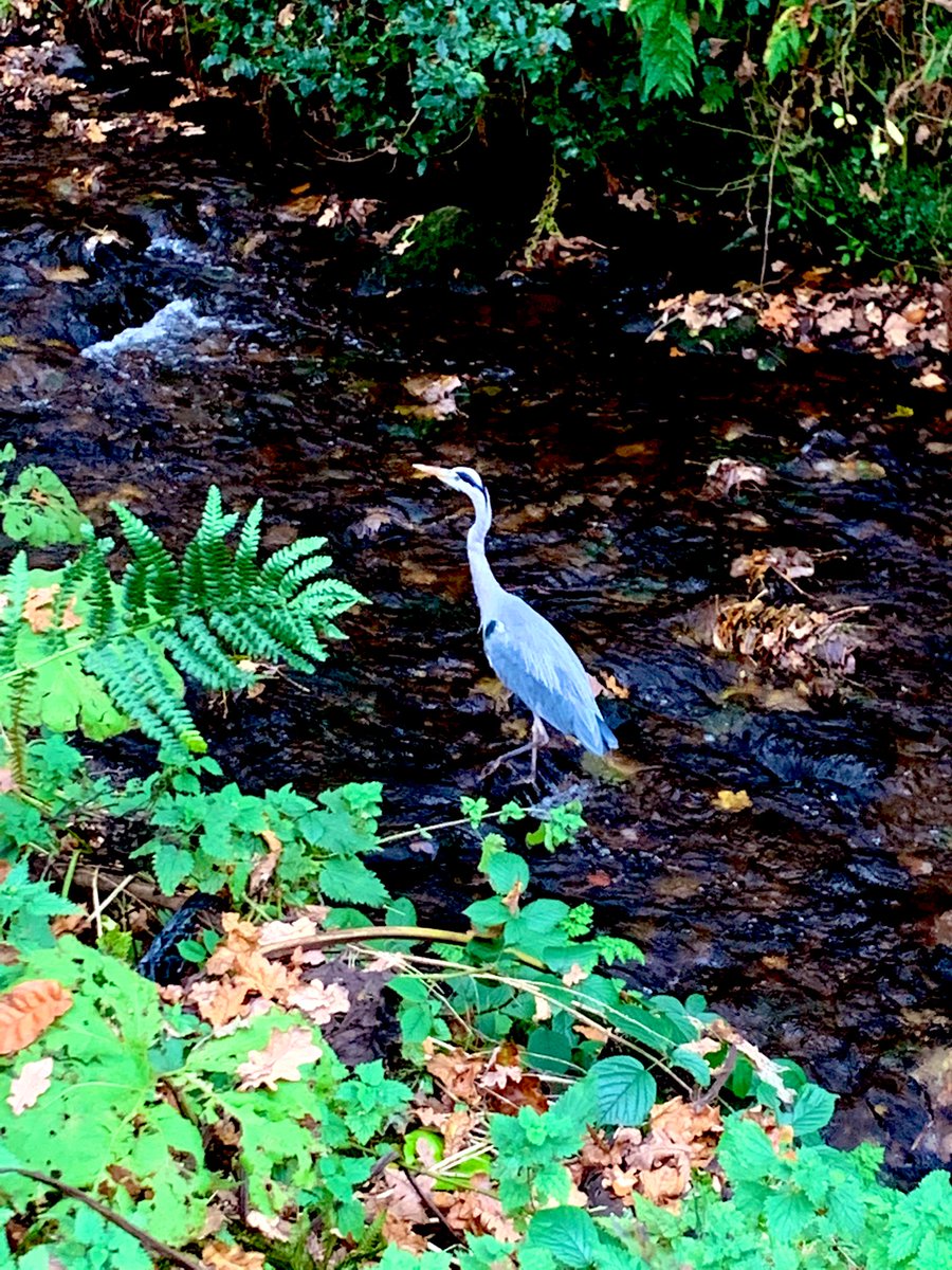 Great well being women’s walking group today. The autumn is creating some beautiful scenery <a href="/HelenThorny/">Helen Thornhill</a> <a href="/walk_derbyshire/">Walk Derbyshire</a>