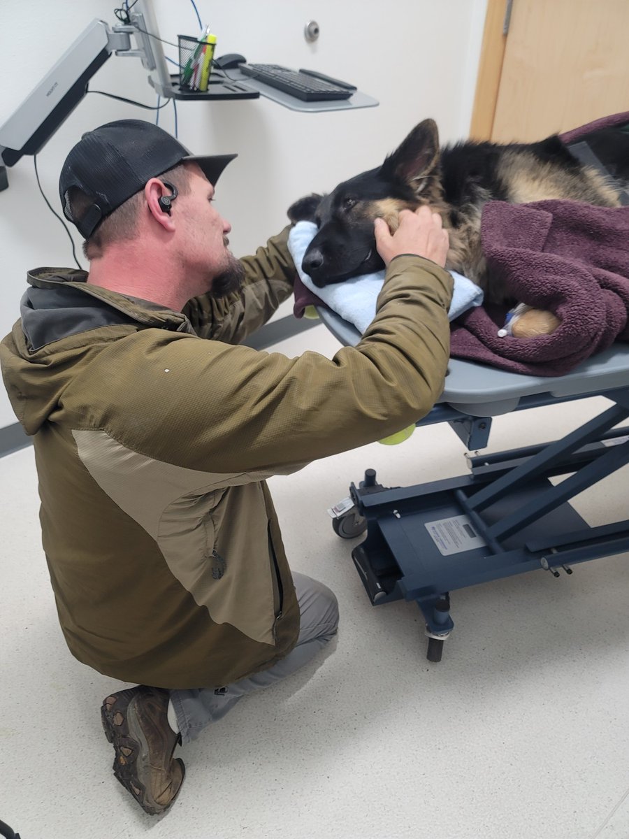 GrumpyLethak's tweet image. Good bye my love.  Be at peace.  My heart goes with you over the rainbow bridge.  Pop Natasha and Bandit will be waiting for you to play with.