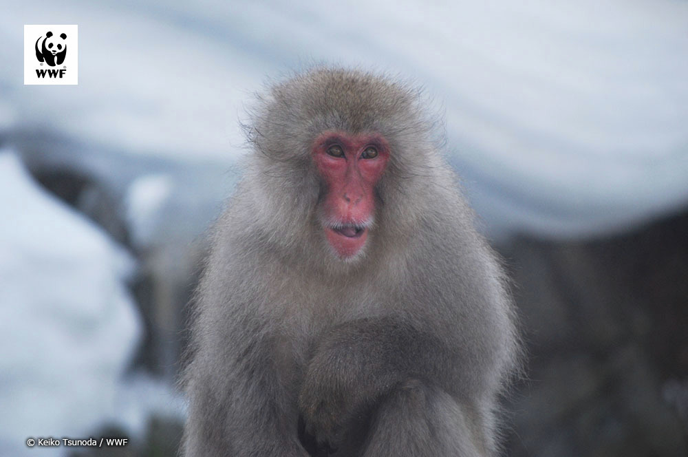 WWFJapan's tweet image. 📷今日の一枚 
🐼WWFについて👉wwf.or.jp/aboutwwf/welco…