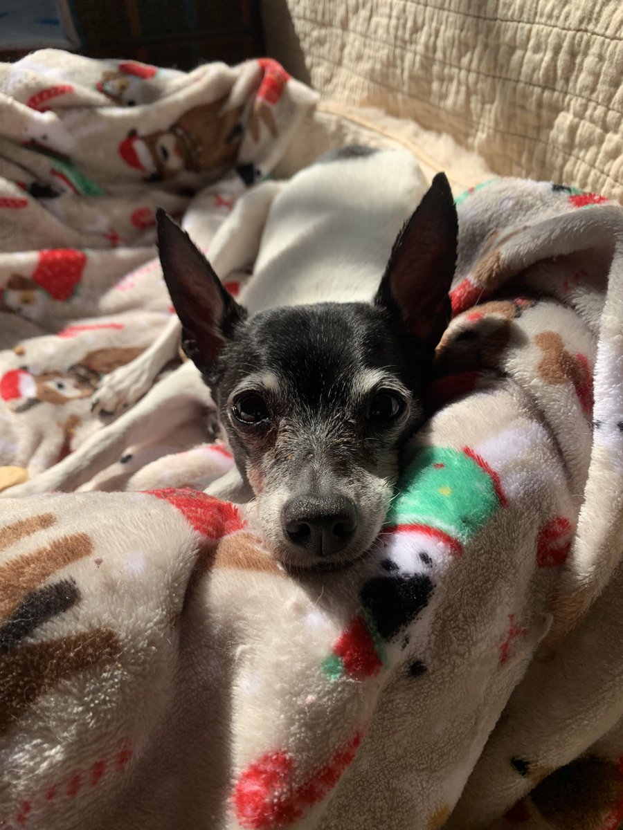 Rob the Plumber tweet media