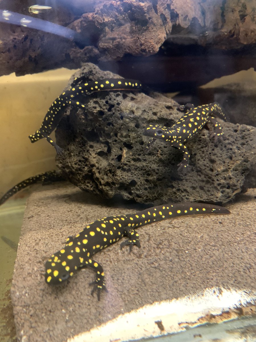 おはようございます #ストラウヒツエイモリ #トルコ南東部 #Ağaçpınar産