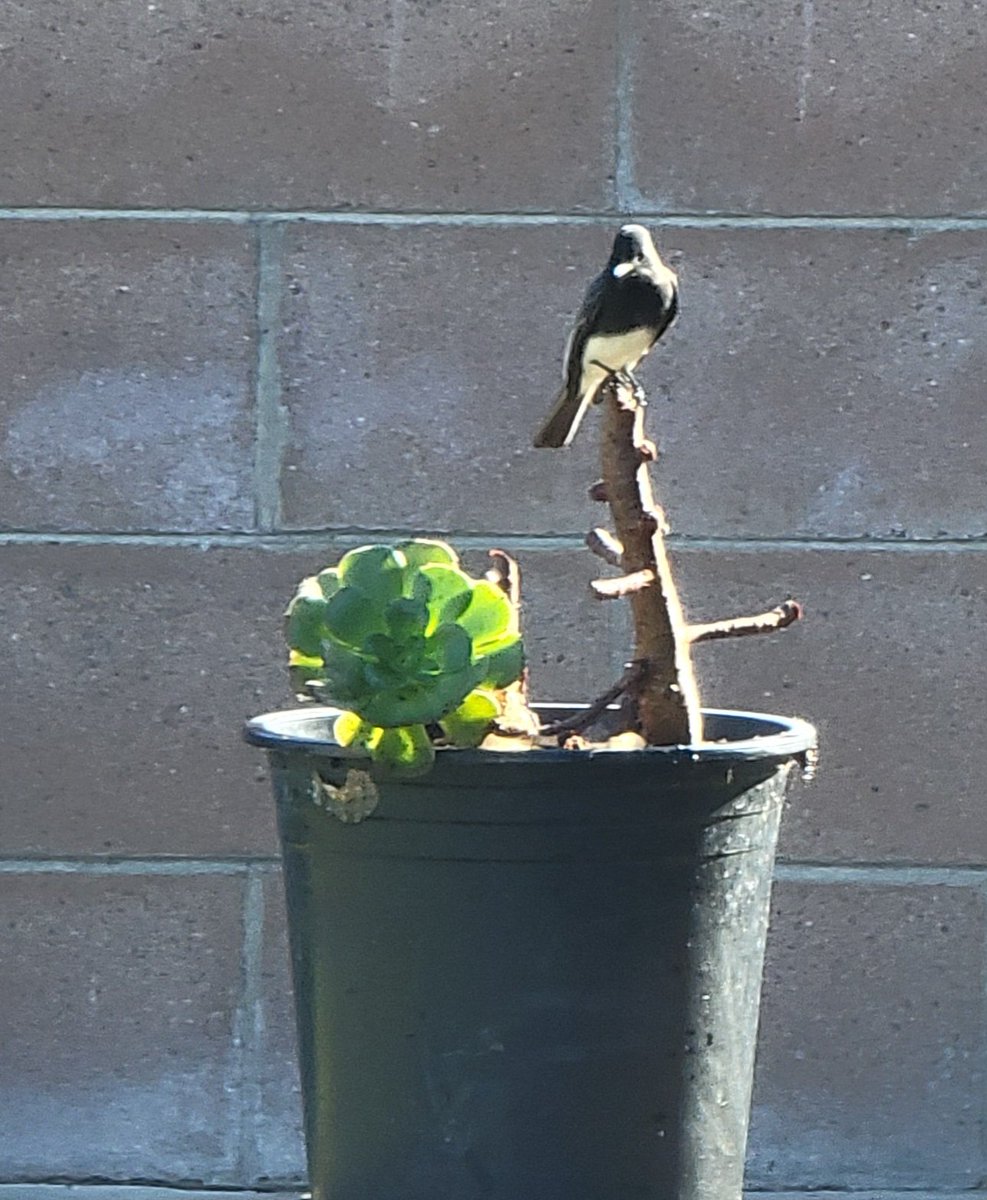 Patrick Pepper tweet media