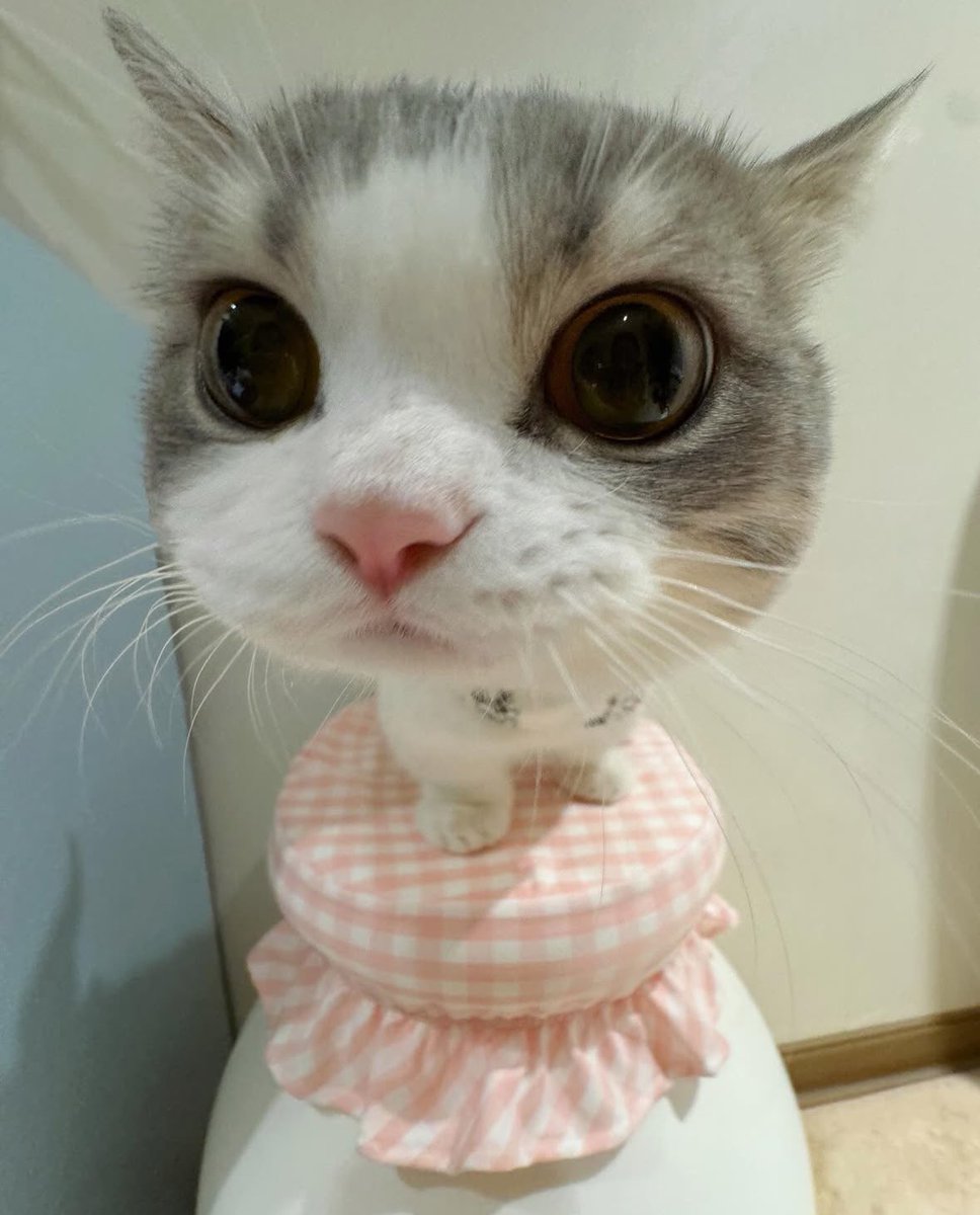 PunchingCat's tweet photo. can i come over and stare at you like this :3 https://t.co/FINF5rCDqr