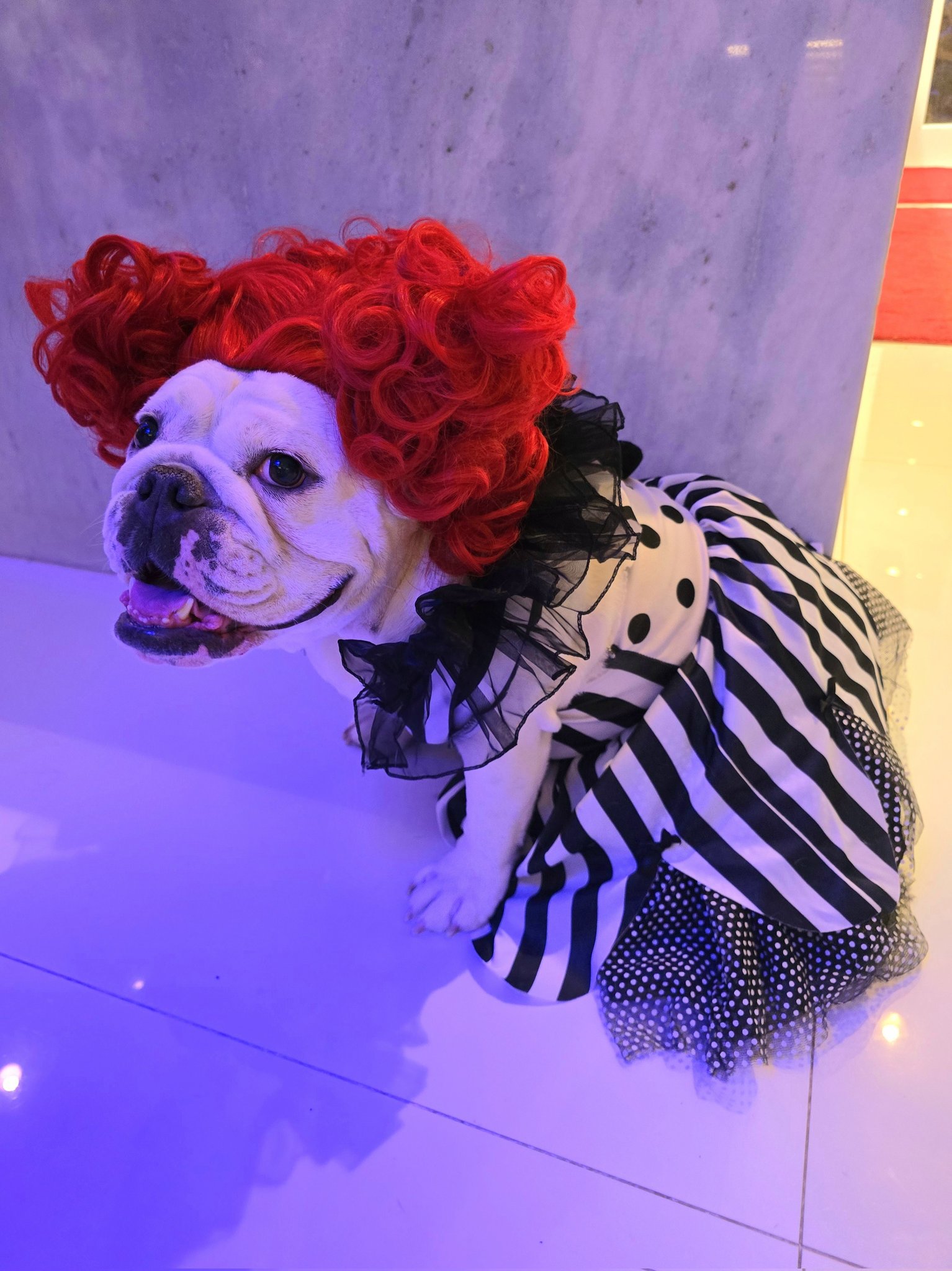 Pennywise bulldog costume hot sale