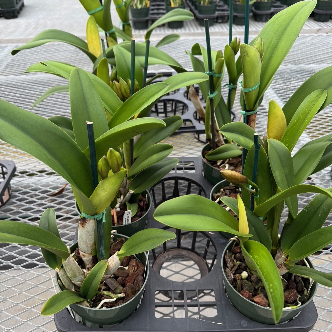 AkatsukaOrchid's tweet photo. More Cattleya with buds are ready this week!
A different assortment of these large flowering orchids each week. Don't miss out!
#fragrantorchid #cattleya #akatsukaoriginal #inseason https://t.co/qMY3cQfSit