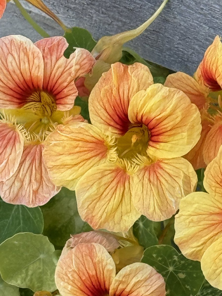 r_jon4's tweet image. #flowers #nature #puzzle 🌏🧩❤️🌻