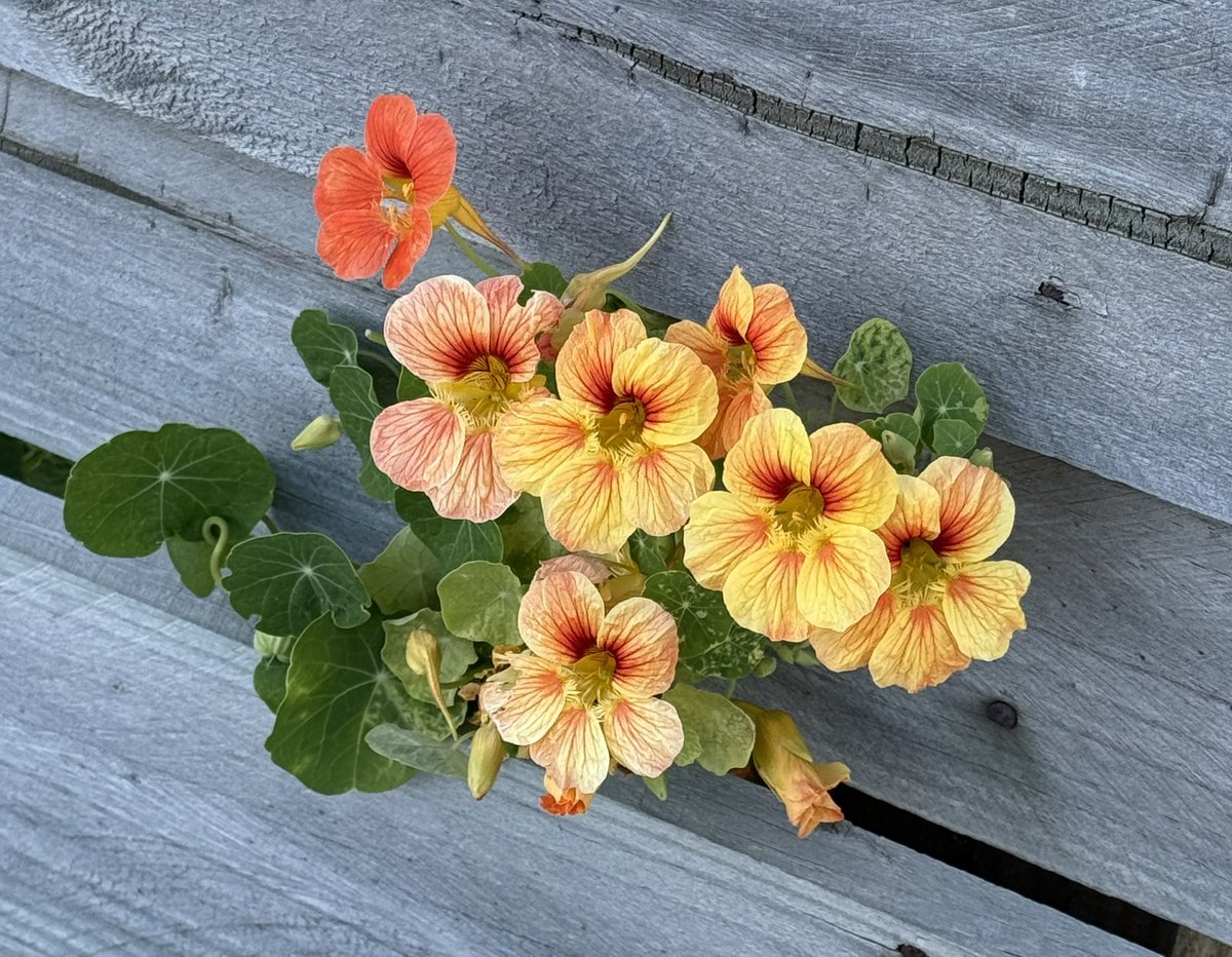 r_jon4's tweet image. #flowers #nature #puzzle 🌏🧩❤️🌻